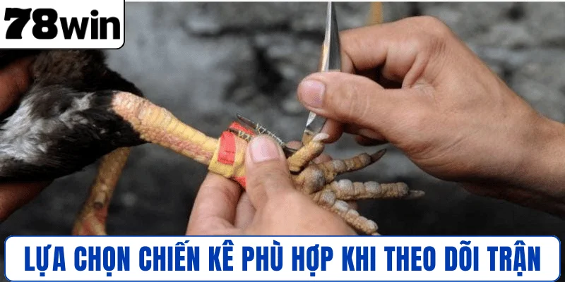 Lựa chọn chiến kê phù hợp khi theo dõi trận
