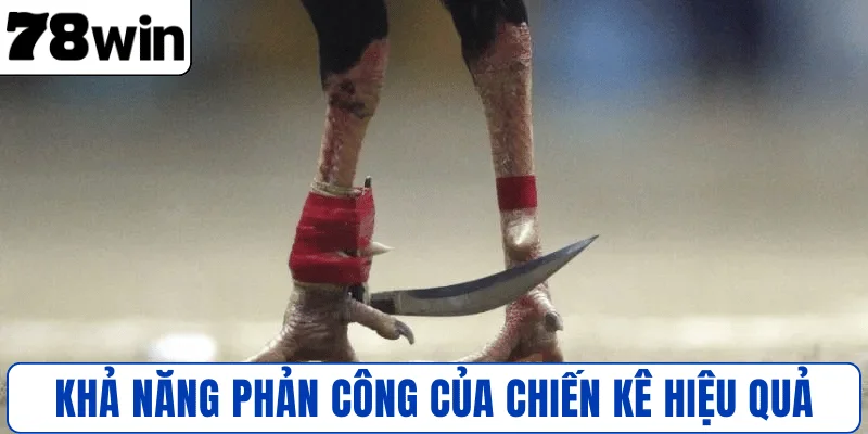 Đánh giá khả năng phản công của chiến kê hiệu quả