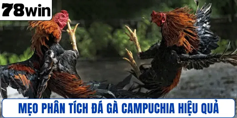 Mẹo phân tích trận đấu đá gà Campuchia hiệu quả