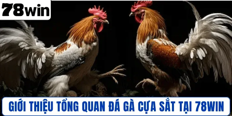 Giới thiệu tổng quan đá gà cựa sắt tại 78WIN