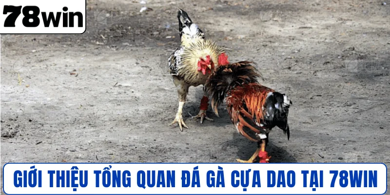 Giới thiệu tổng quan đá gà cựa dao tại 78WIN
